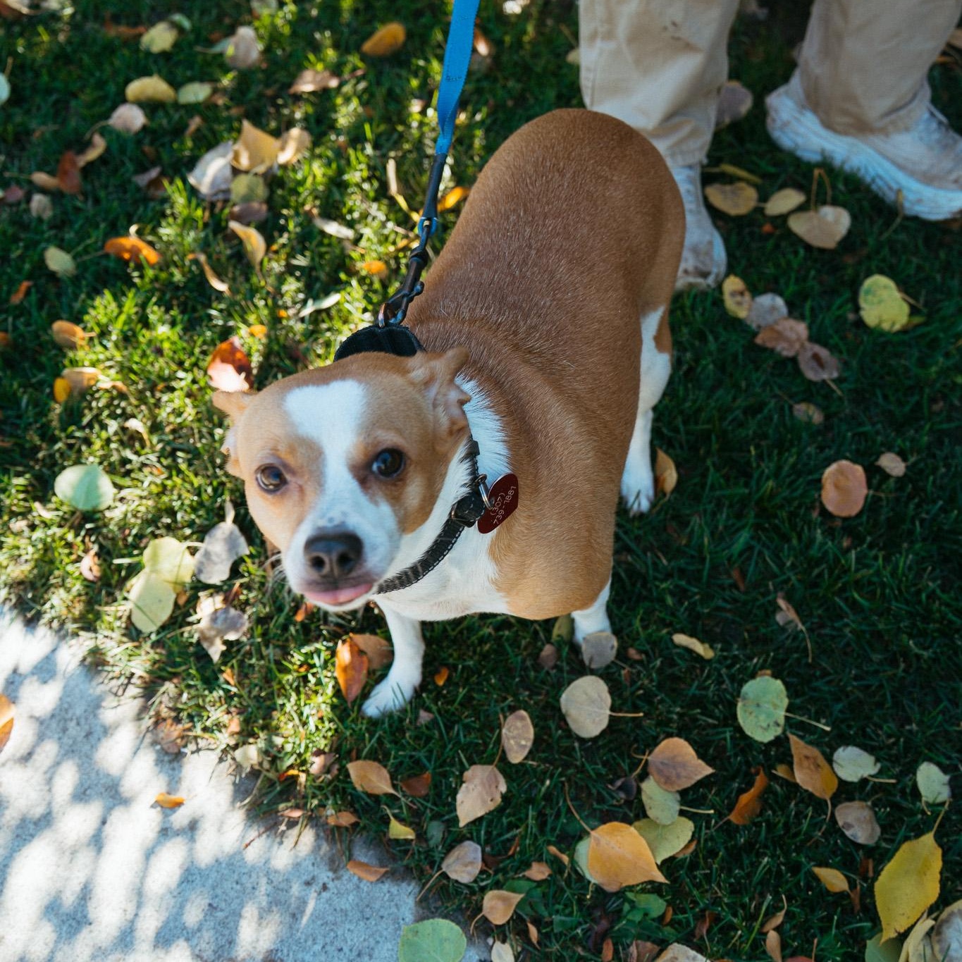 Waffle, Adoptable, Adult Female Chihuahua.