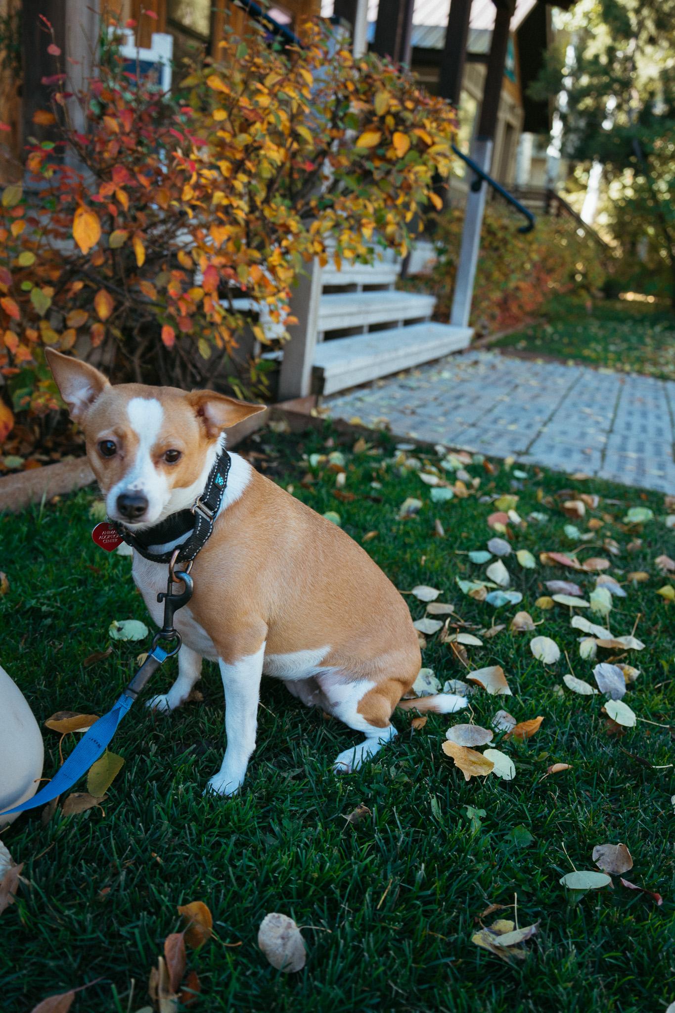 Waffle, Adoptable, Adult Female Chihuahua.