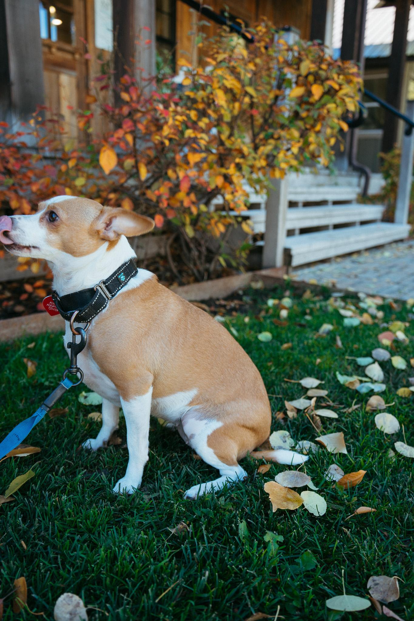 Waffle, a Adoptable mixed breed in Jackson, WY image 4/6