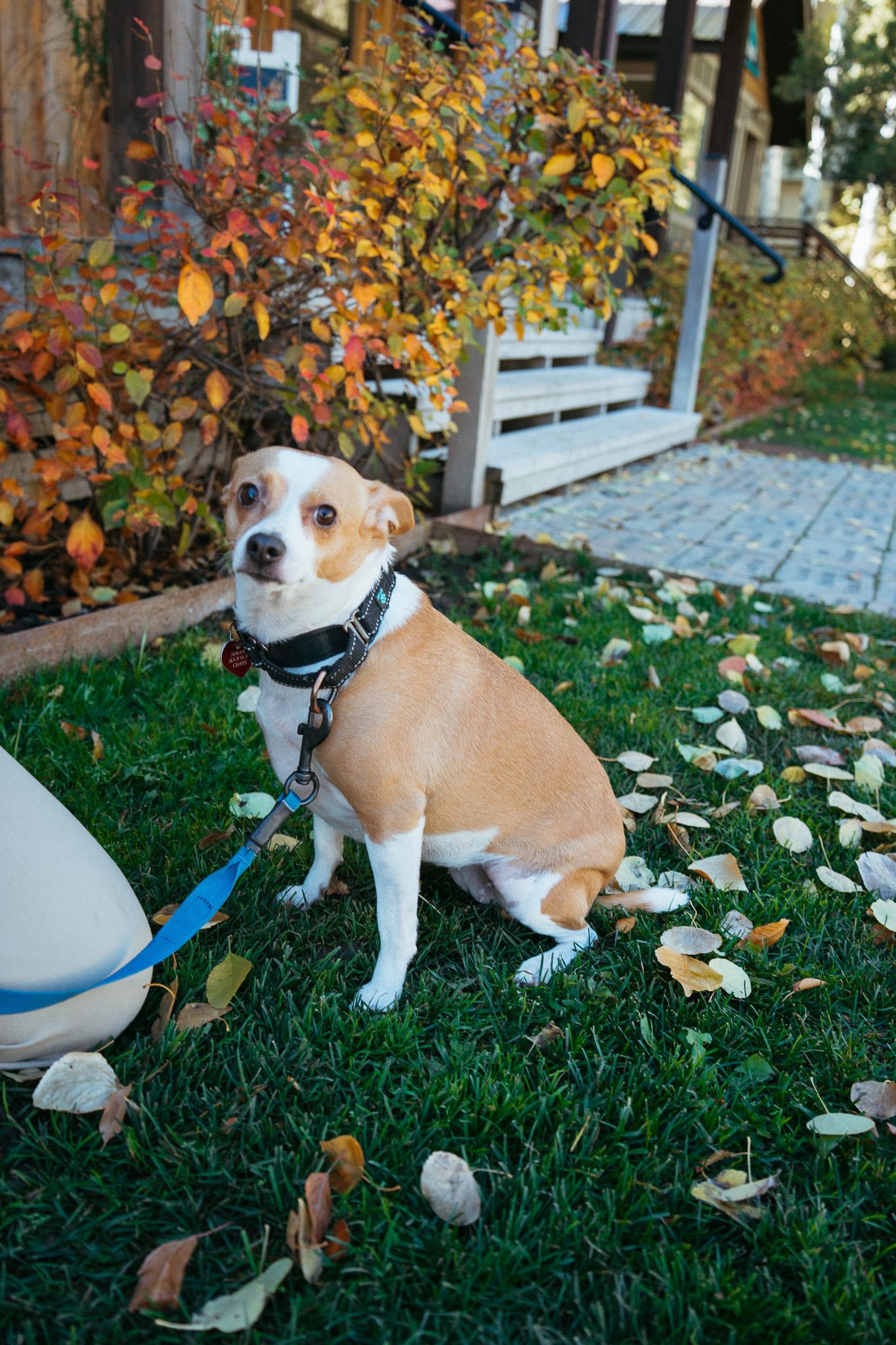Waffle, a Adoptable mixed breed in Jackson, WY image 6/6