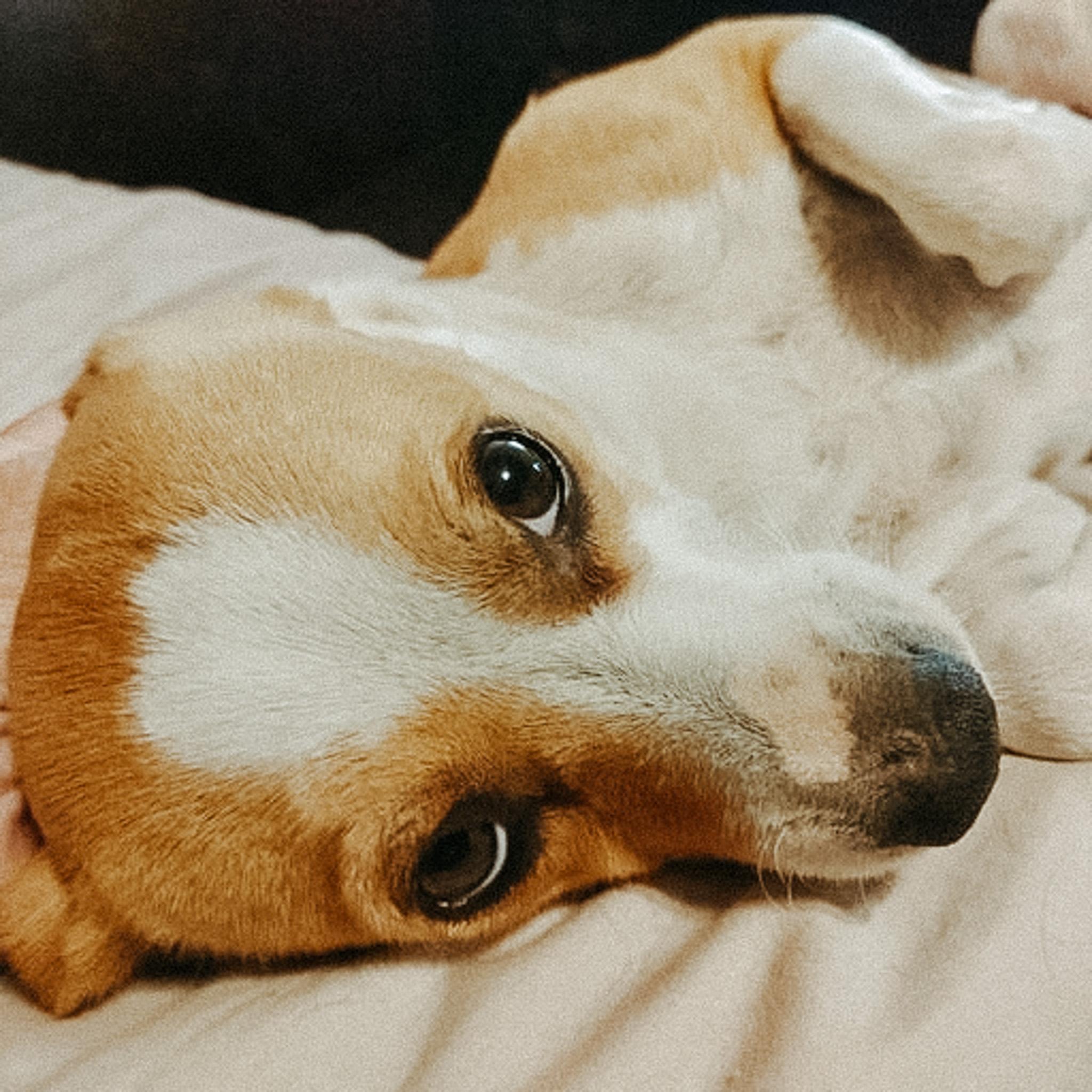 Waffle