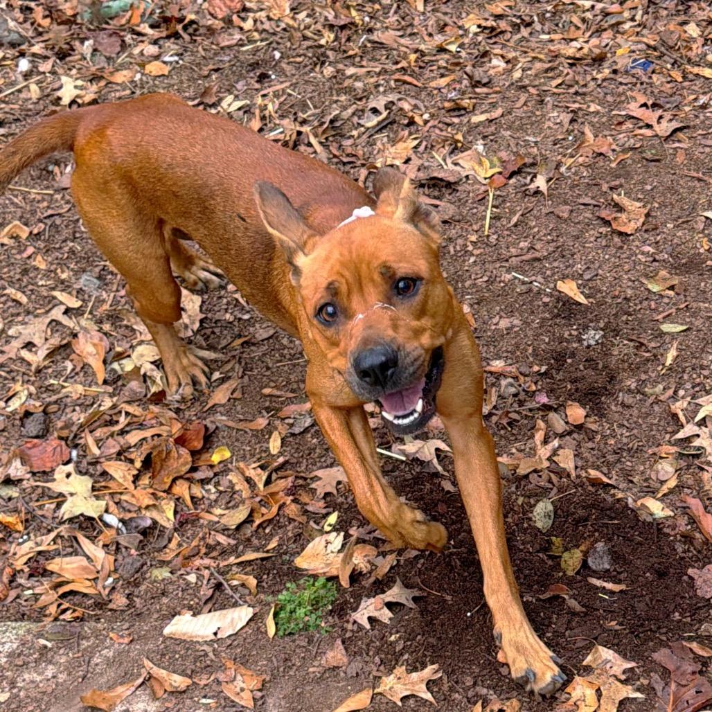 Dot's, Adoptable, Adult Female Mixed Breed.