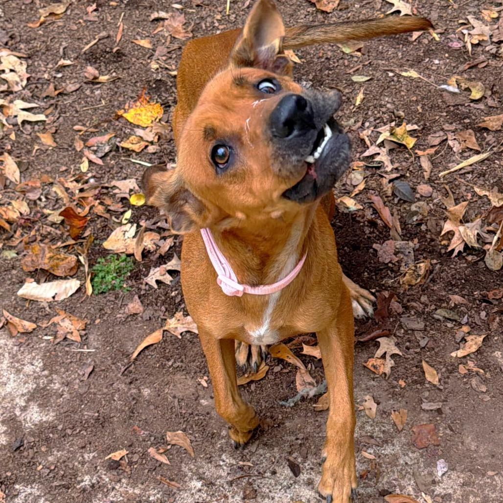 Enlarge Dot's, a Adoptable Mixed Breed in Brownsboro, AL image 2/6