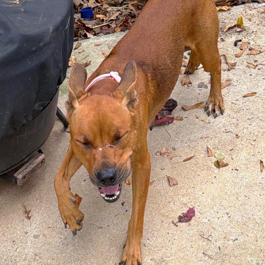 Dot's, Adoptable, Adult Female Mixed Breed.