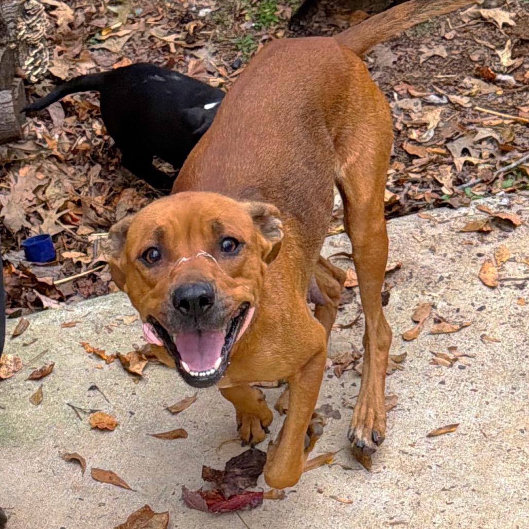 Enlarge Dot's, a Adoptable Mixed Breed in Brownsboro, AL image 4/6