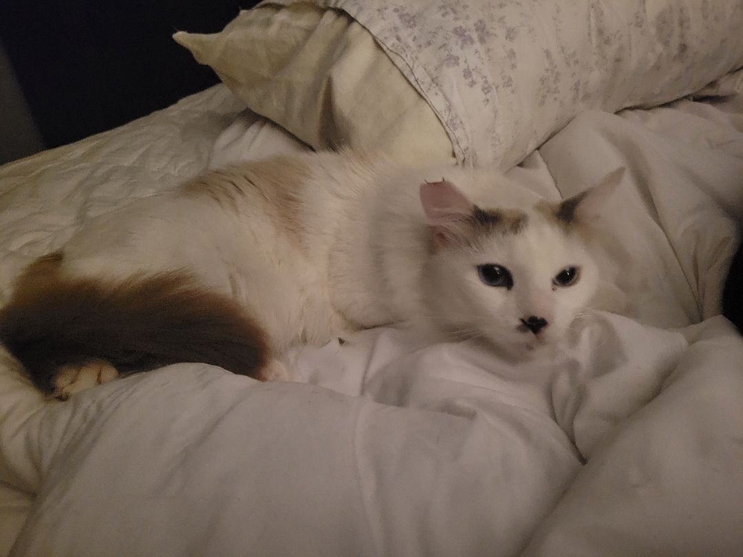Cat for adoption Bodi (gf), a Siamese in Encino, CA Petfinder