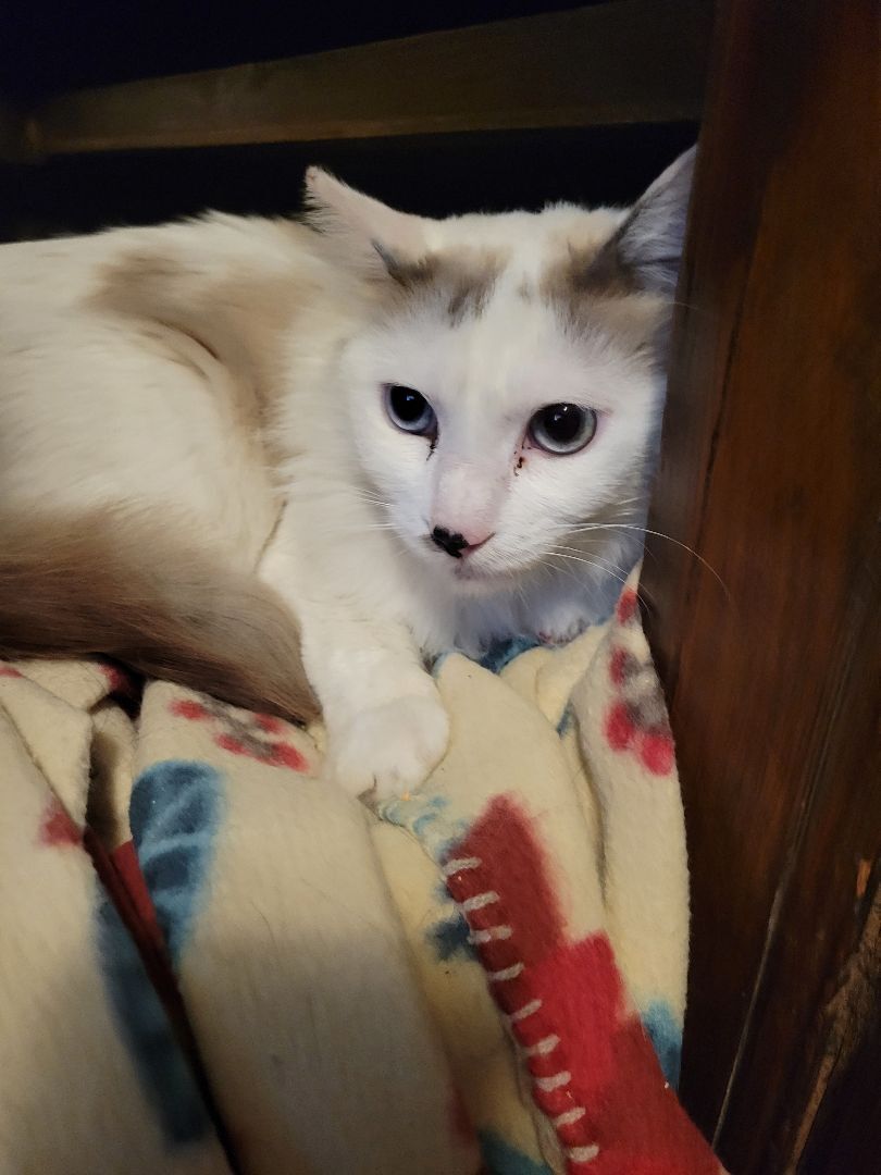 Cat for adoption Bodi (gf), a Siamese in Encino, CA Petfinder