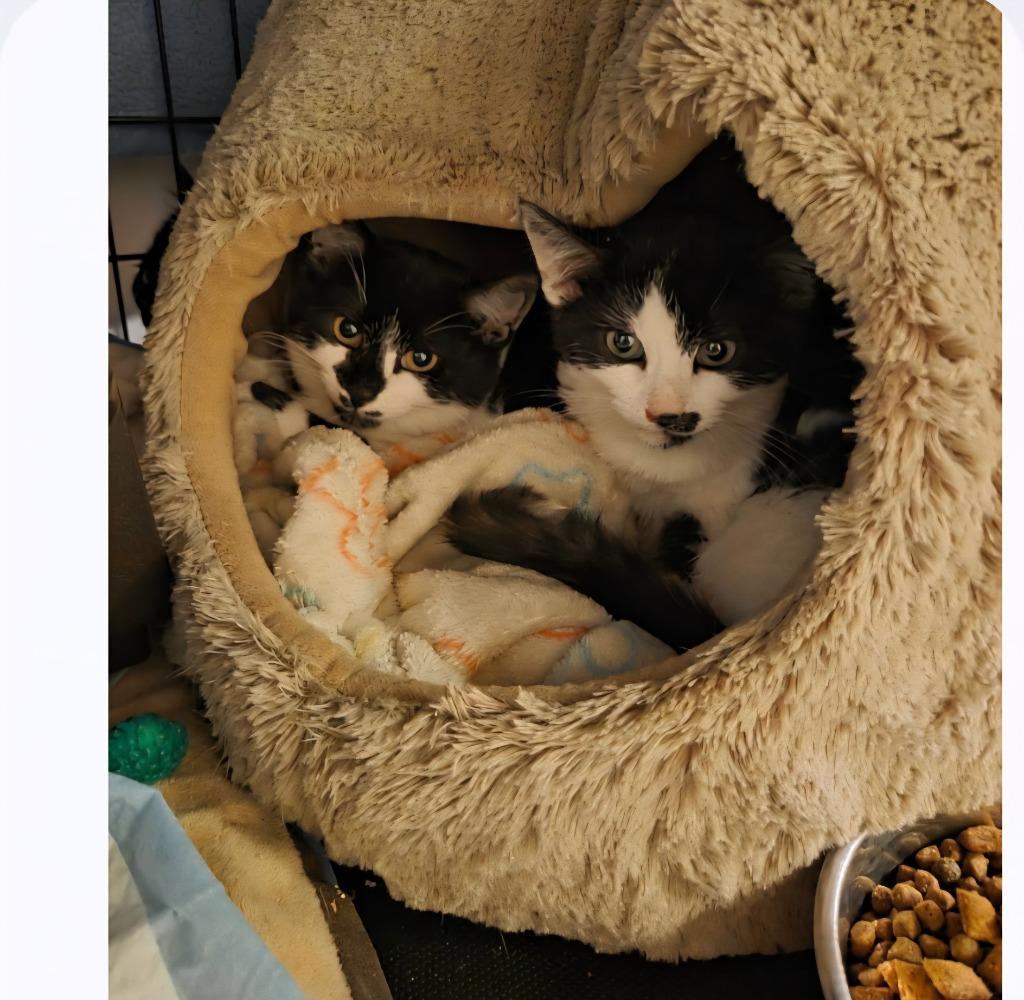 2025-167 Roulette (bonded with Blackjack) — thumbnail 2