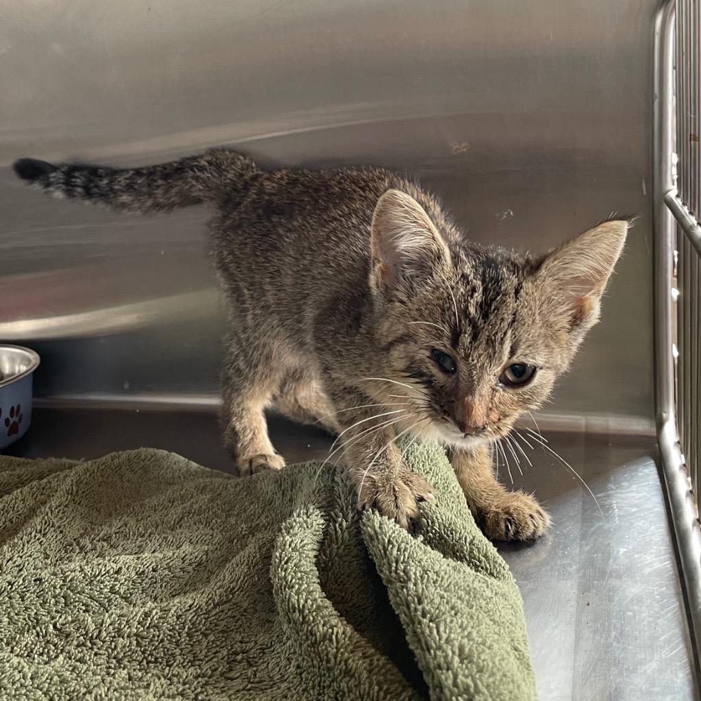 Baby Gracie, Adoptable, Kitten Female Domestic Short Hair.