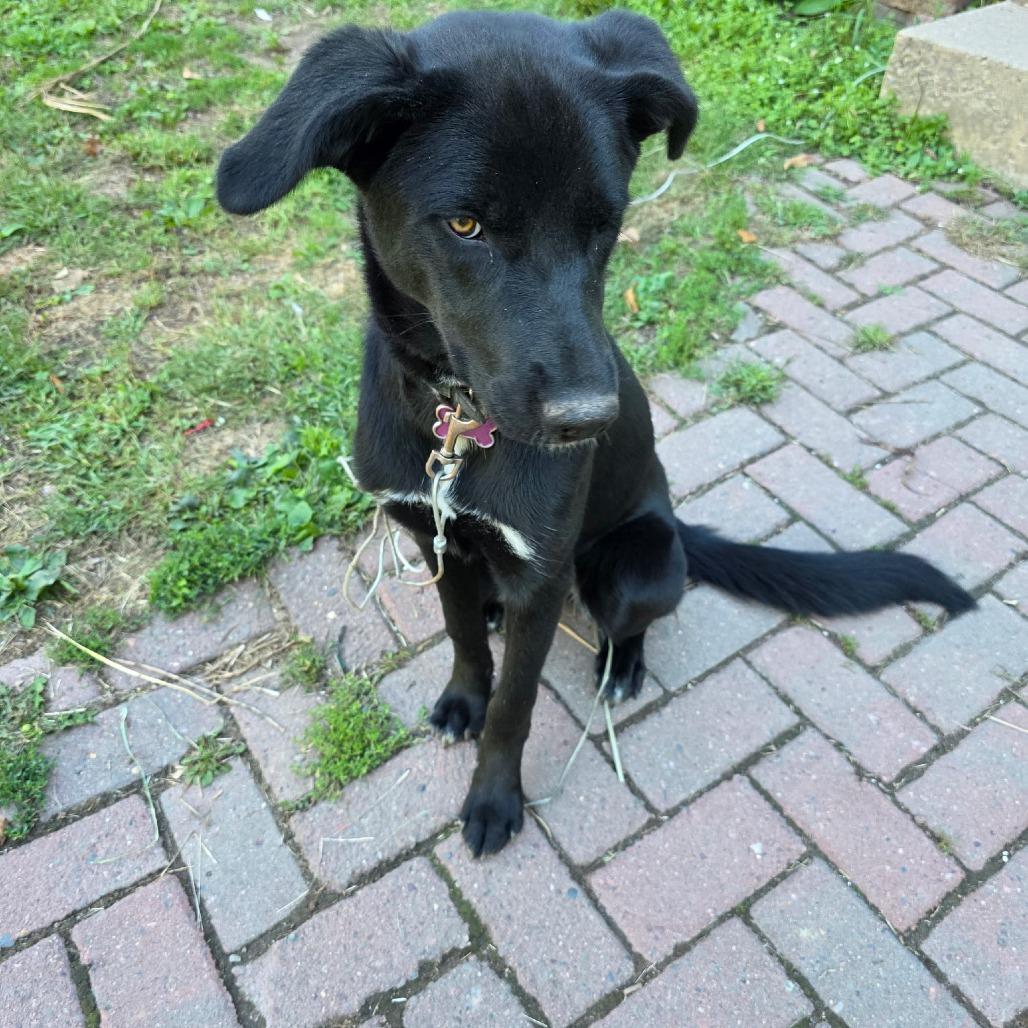 Gypsy 22480 Foster Needed, Adoptable, Young Female Beagle & Black Labrador Retriever.