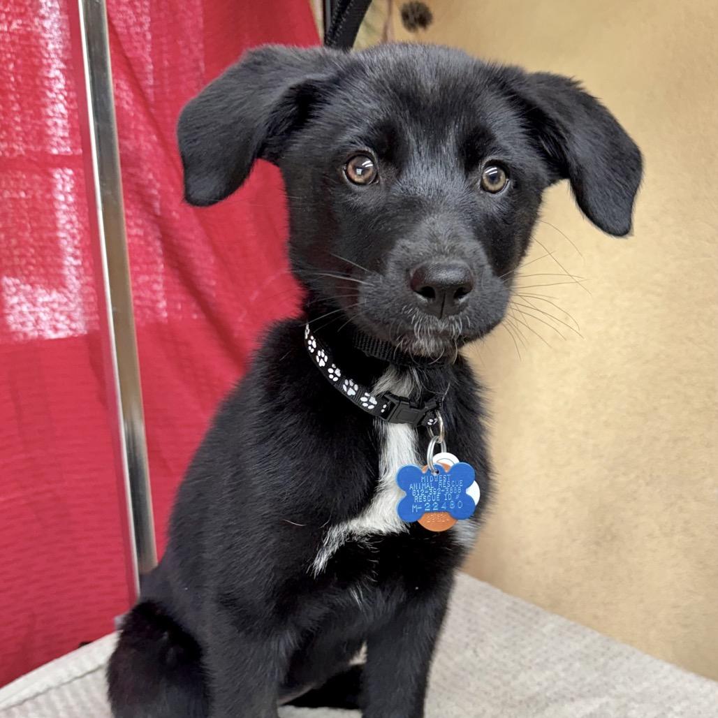 Enlarge Gypsy 22480 Foster Needed, a Adoptable mixed breed in Minneapolis, MN image 2/6
