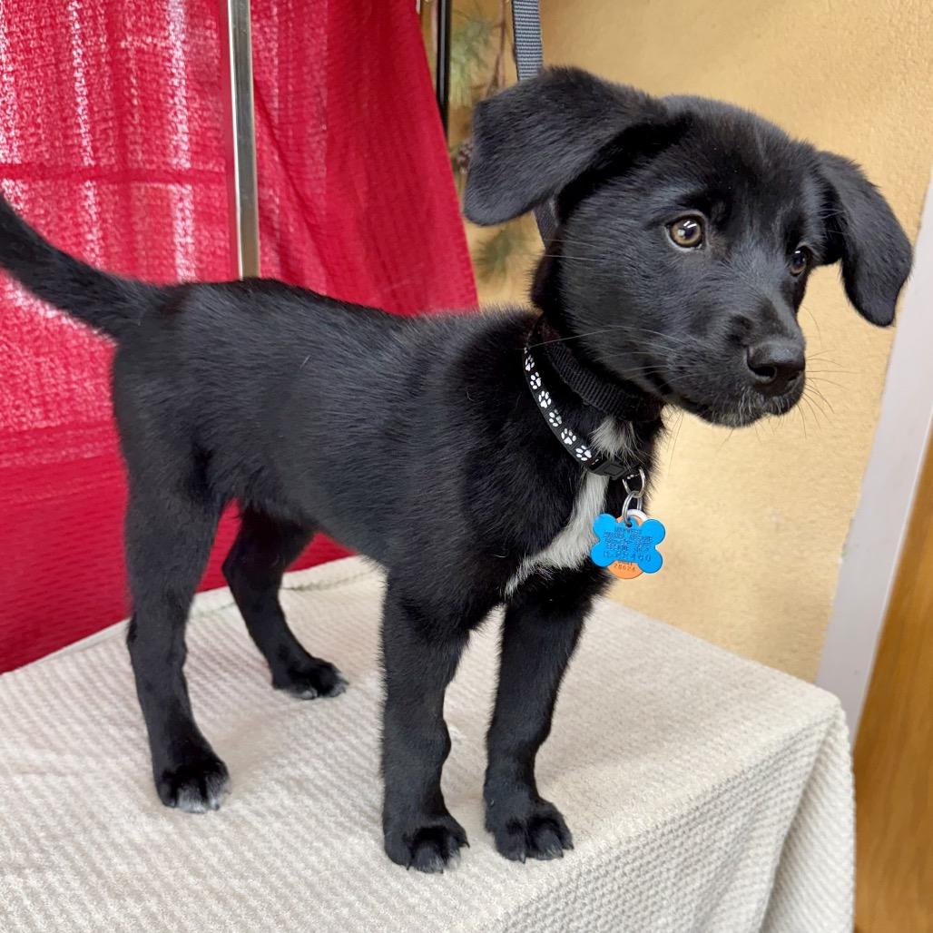 Enlarge Gypsy 22480 Foster Needed, a Adoptable mixed breed in Minneapolis, MN image 3/6