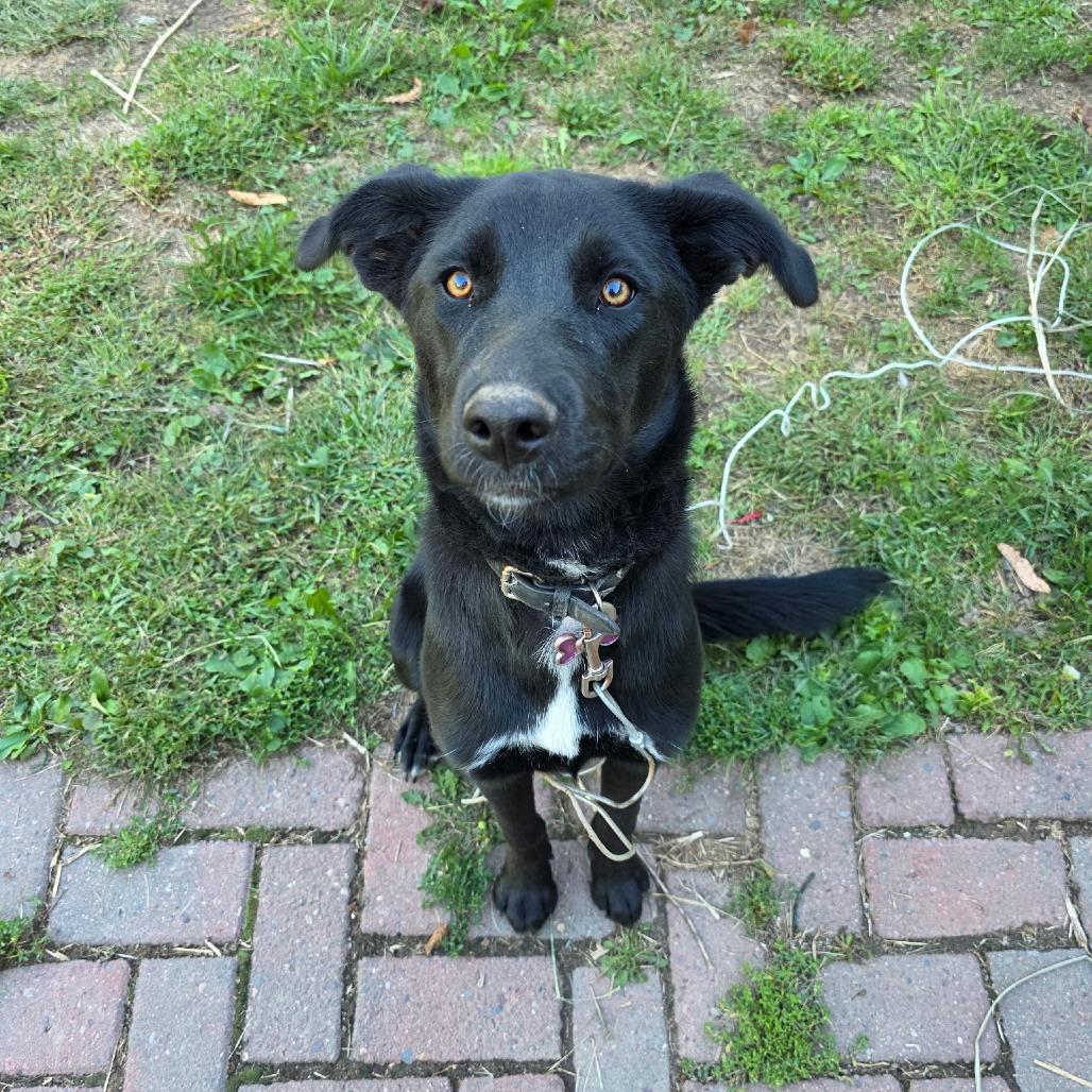 Enlarge Gypsy 22480 Foster Needed, a Adoptable mixed breed in Minneapolis, MN image 4/6