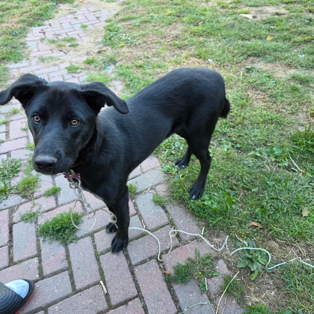 Enlarge Gypsy 22480 Foster Needed, a Adoptable mixed breed in Minneapolis, MN image 5/6