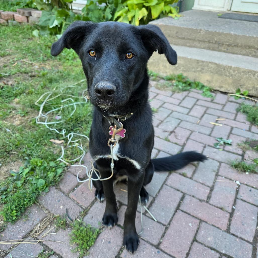 Enlarge Gypsy 22480 Foster Needed, a Adoptable mixed breed in Minneapolis, MN image 6/6