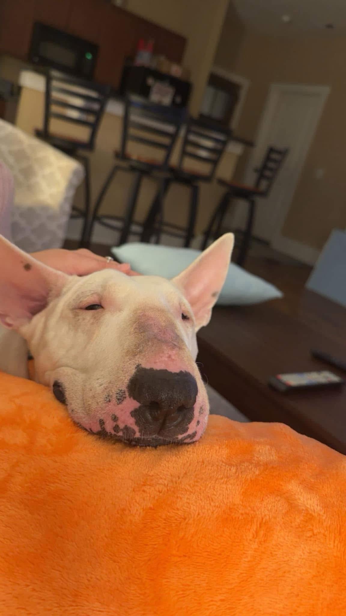 Abby $395, Adoptable, Senior Female Bull Terrier.