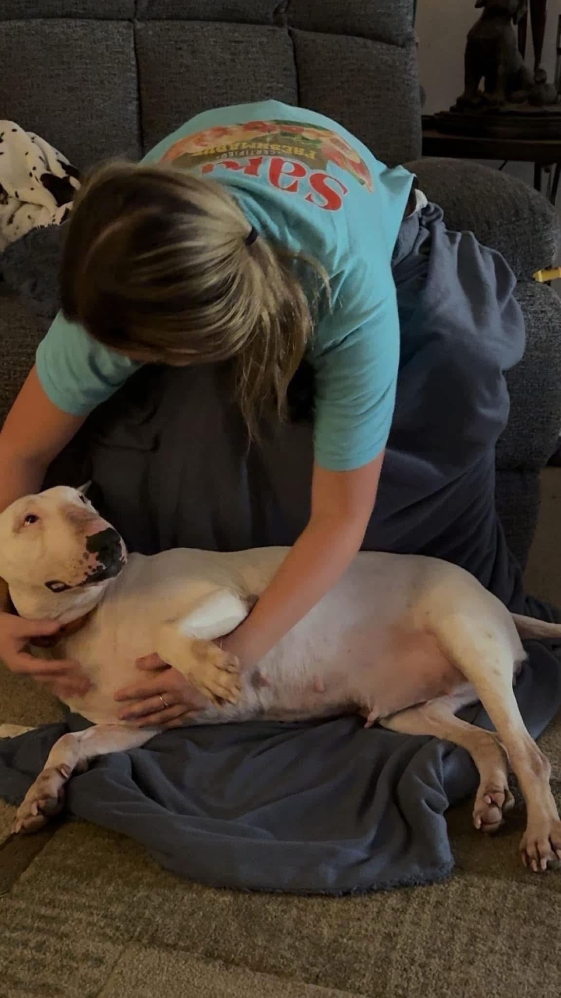 Enlarge Abby $395, a Adoptable Bull Terrier in Seneca, SC image 3/5