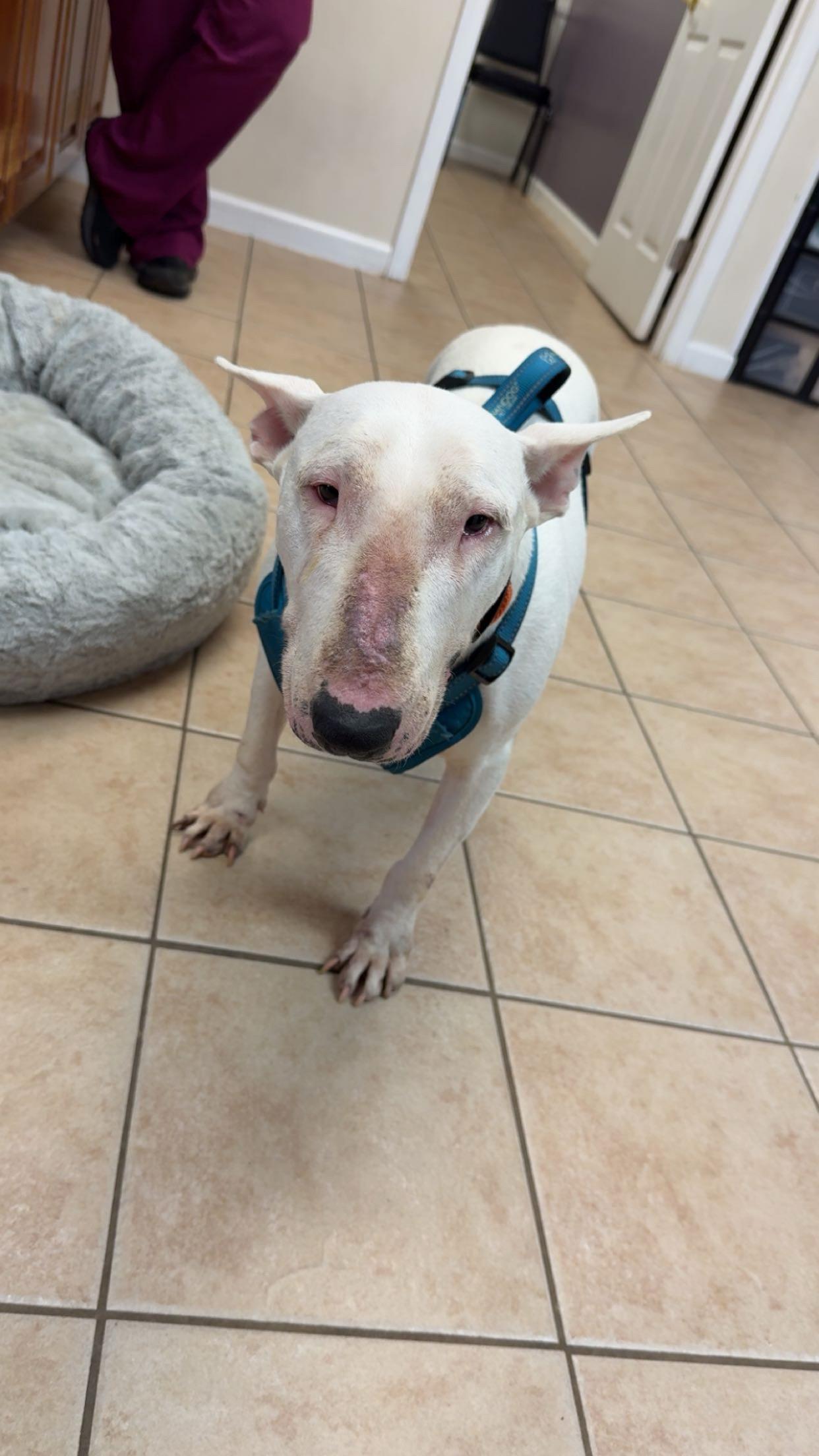 Abby, a Adoptable Bull Terrier in Seneca, SC image 2/3