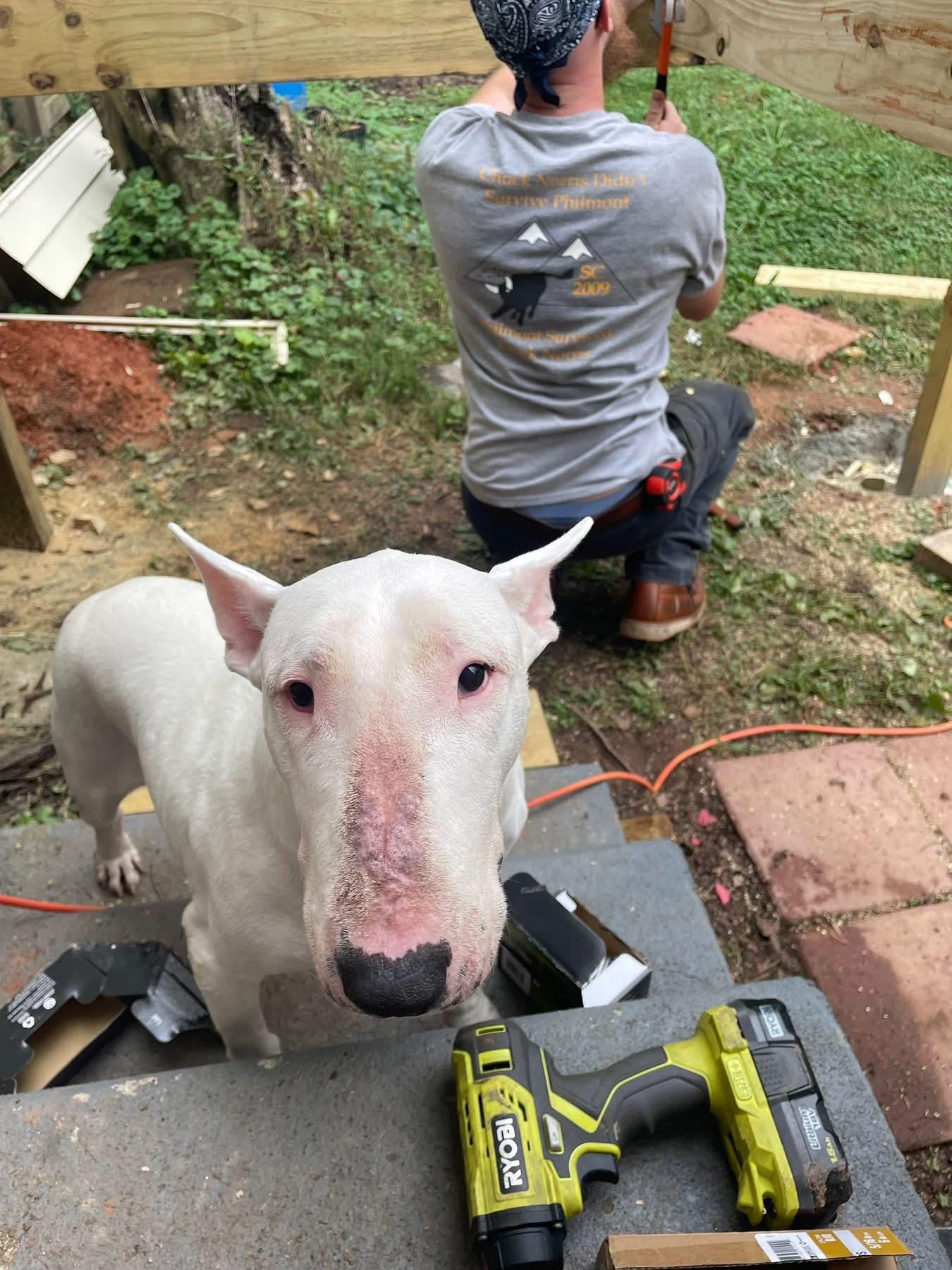 Abby $395, Adoptable, Adult Female Bull Terrier.