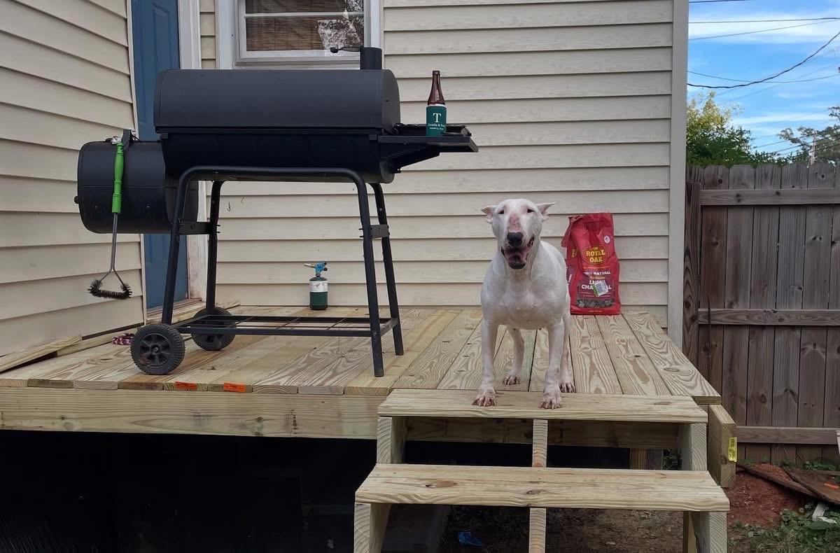 Enlarge Abby $395, a Adoptable Bull Terrier in Seneca, SC image 4/4