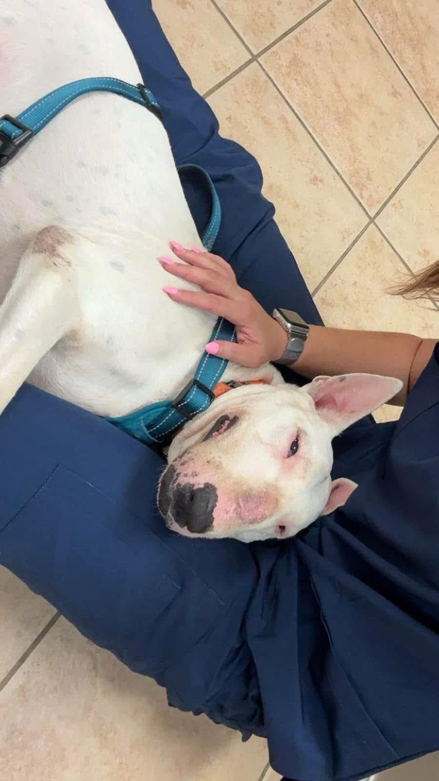 Enlarge Abby $395, a Adoptable Bull Terrier in Seneca, SC image 2/5