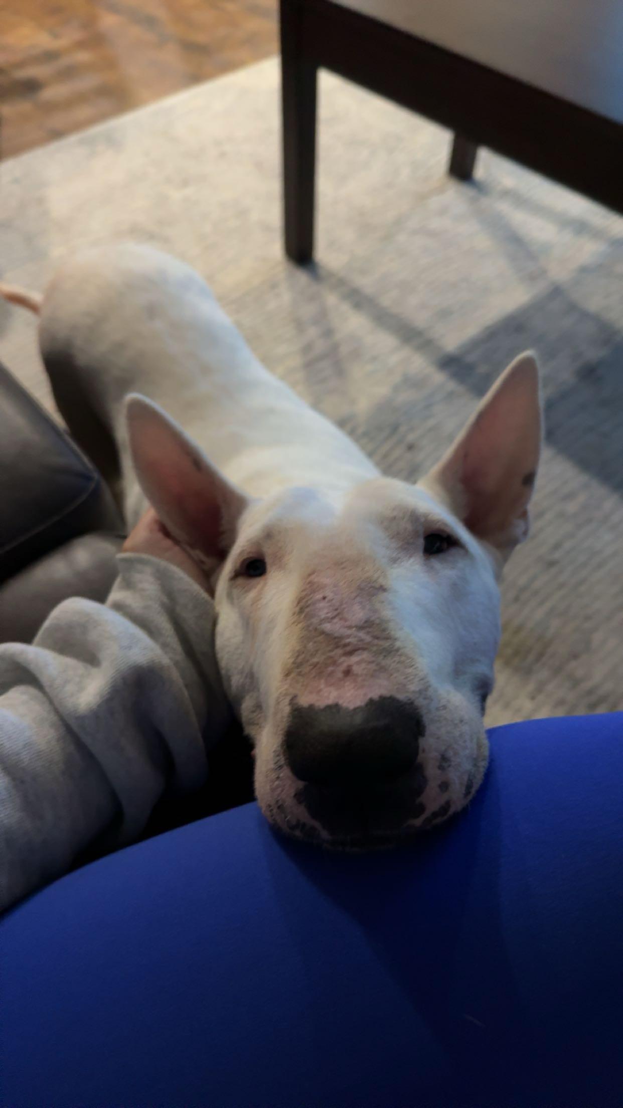 Abby, Adoptable, Adult Female Bull Terrier.