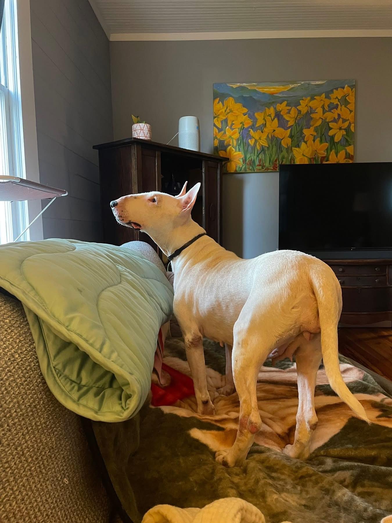Enlarge Abby $395, a Adoptable Bull Terrier in Seneca, SC image 3/4