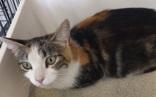 Pippa, Adoptable, Adult Female Domestic Short Hair.