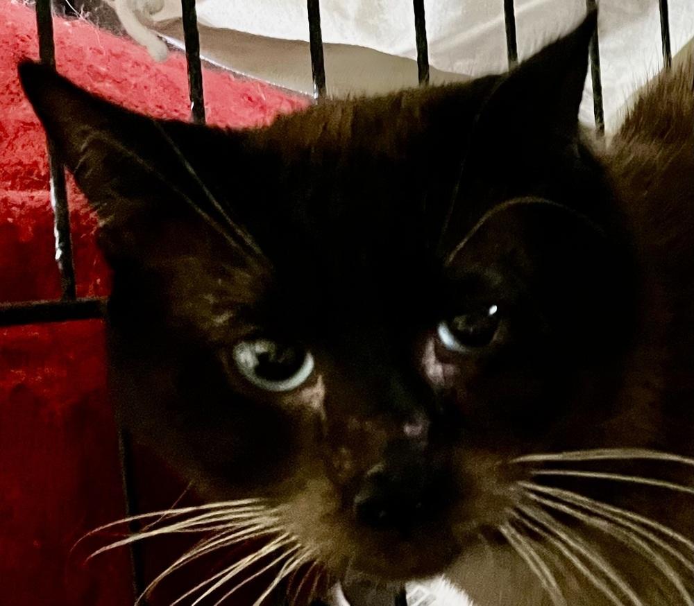 Echo, Adoptable, Adult Male Siamese.