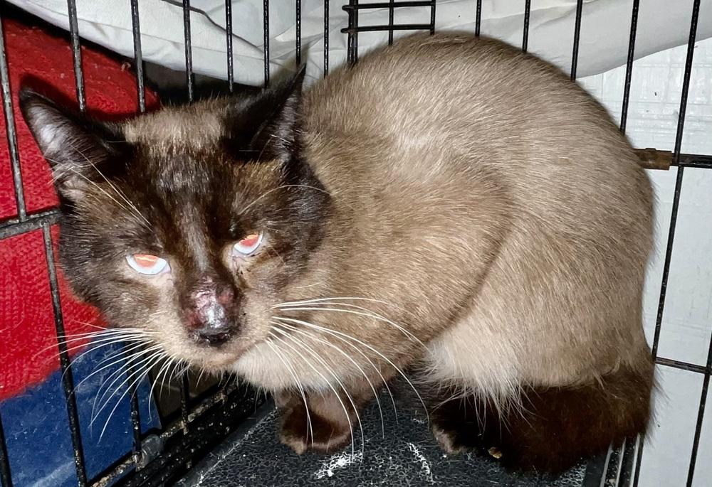 Enlarge Echo, a Adoptable Siamese in Franklin, WV image 2/3