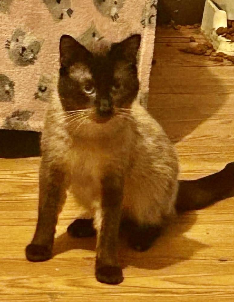 Enlarge Echo, a Adoptable Siamese in Franklin, WV image 3/3