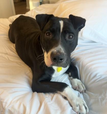 Parker, Adoptable, Adult Male Pit Bull Terrier & Mixed Breed.