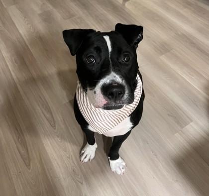 Enlarge Parker, a Adoptable mixed breed in Cleveland, OH image 2/3