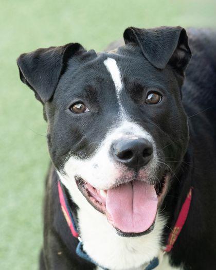 Enlarge Parker, a Adoptable mixed breed in Cleveland, OH image 3/3