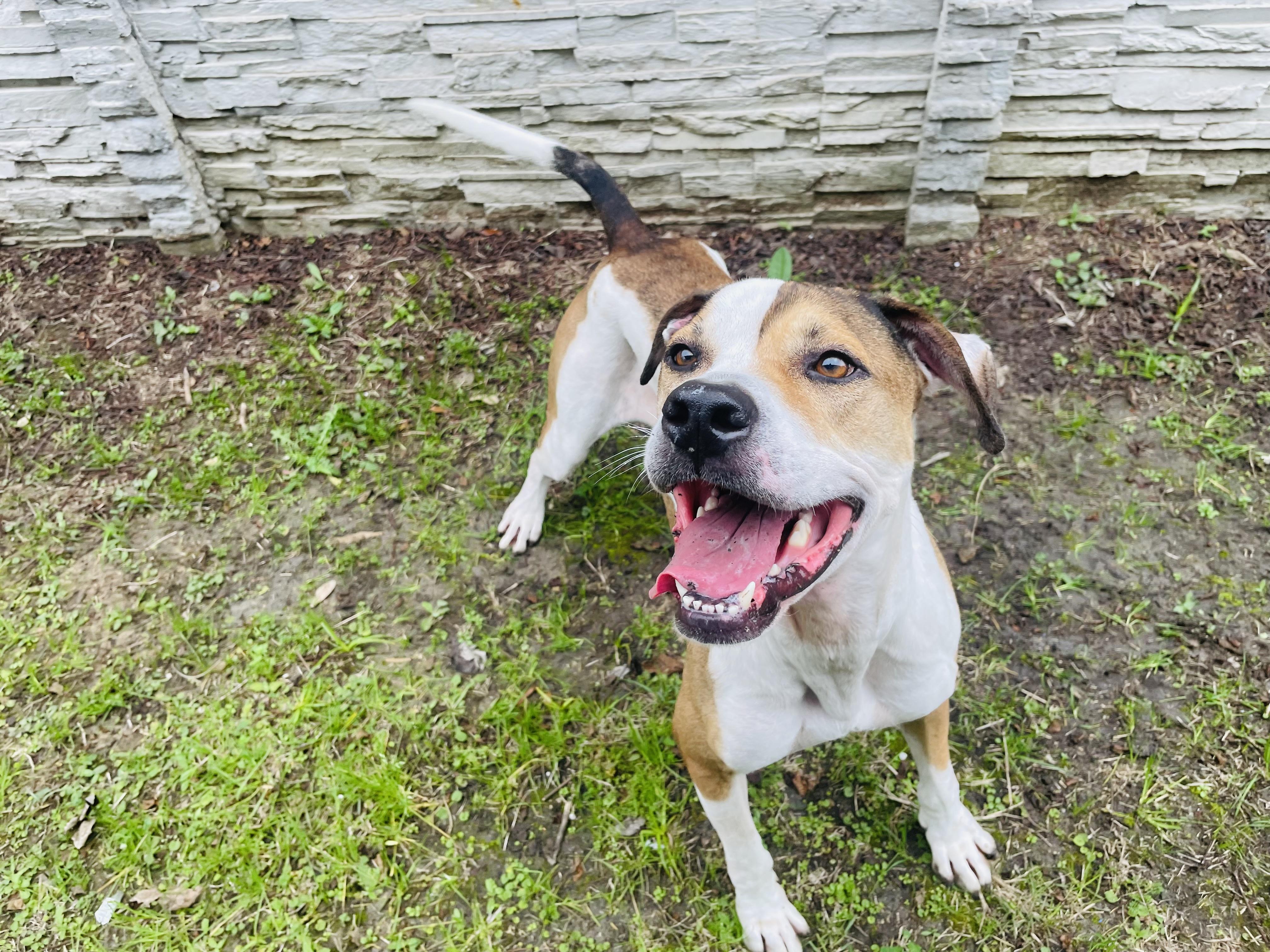 Enlarge Trace, a ADOPTABLE mixed breed in Seabrook, TX image 4/6