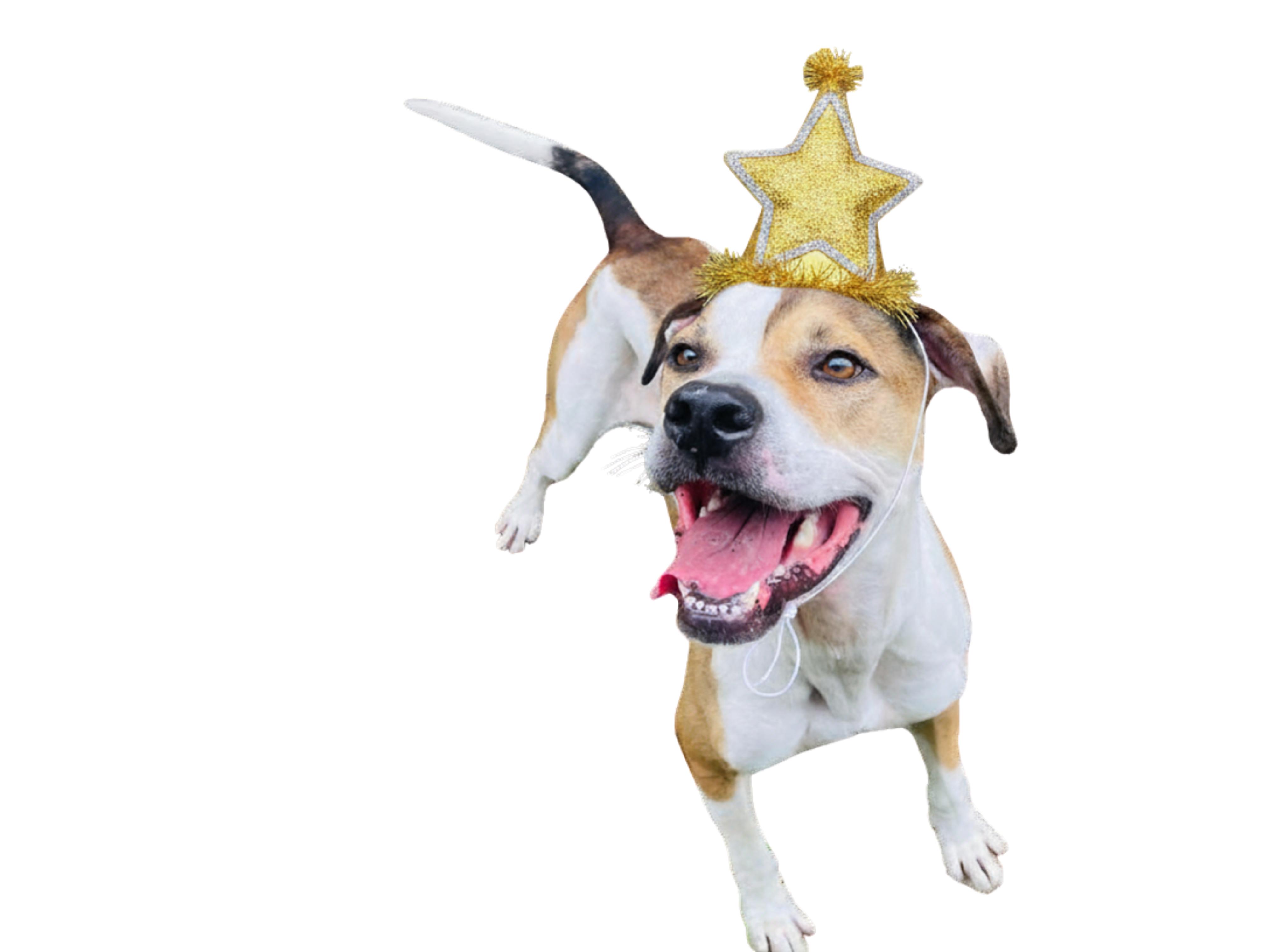Trace, ADOPTABLE, Adult Male Pit Bull Terrier.