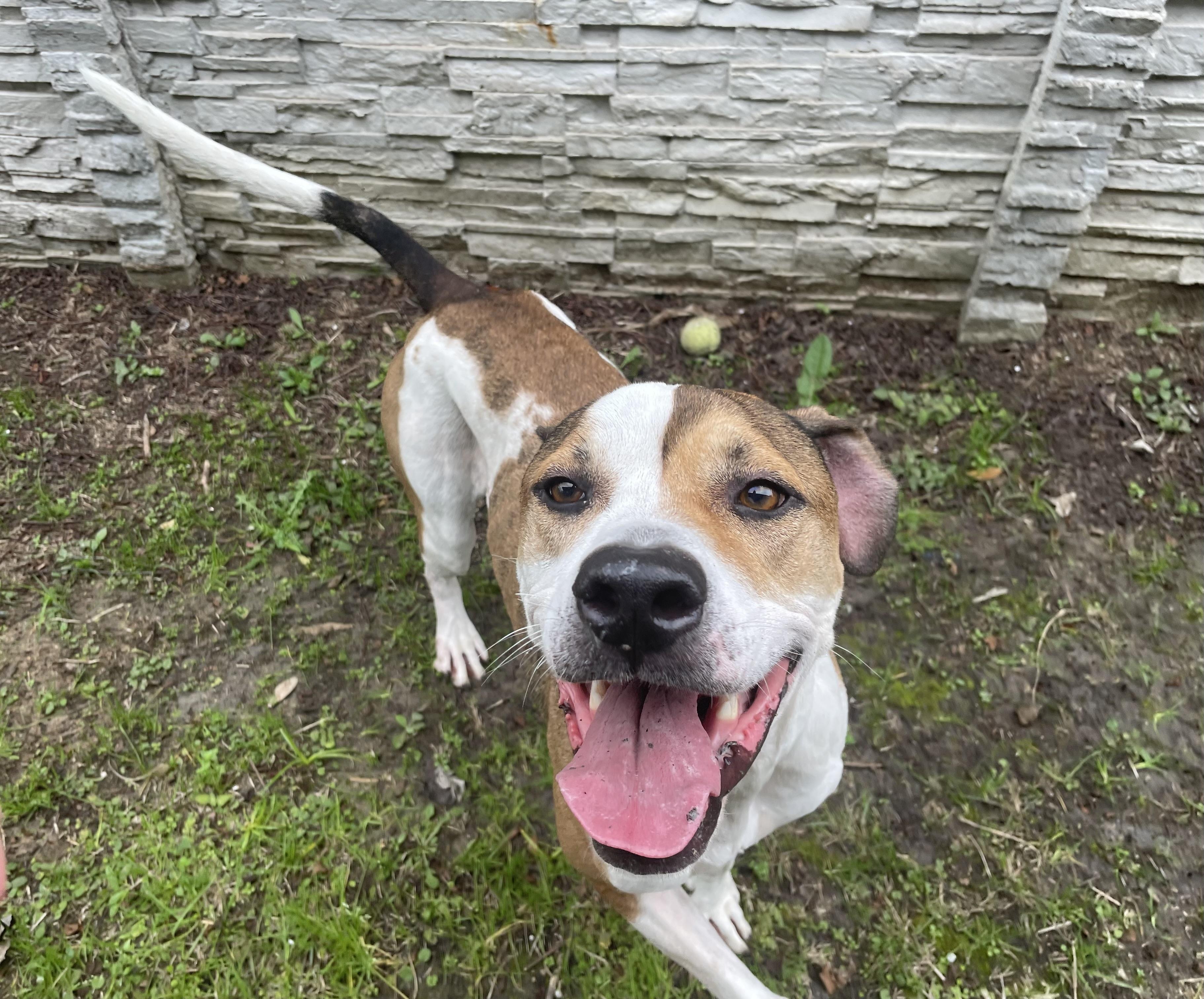 Enlarge Trace, a ADOPTABLE mixed breed in Seabrook, TX image 5/6