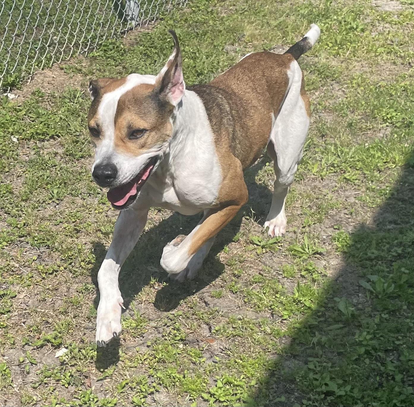Trace, ADOPTABLE, Adult Male Pit Bull Terrier.