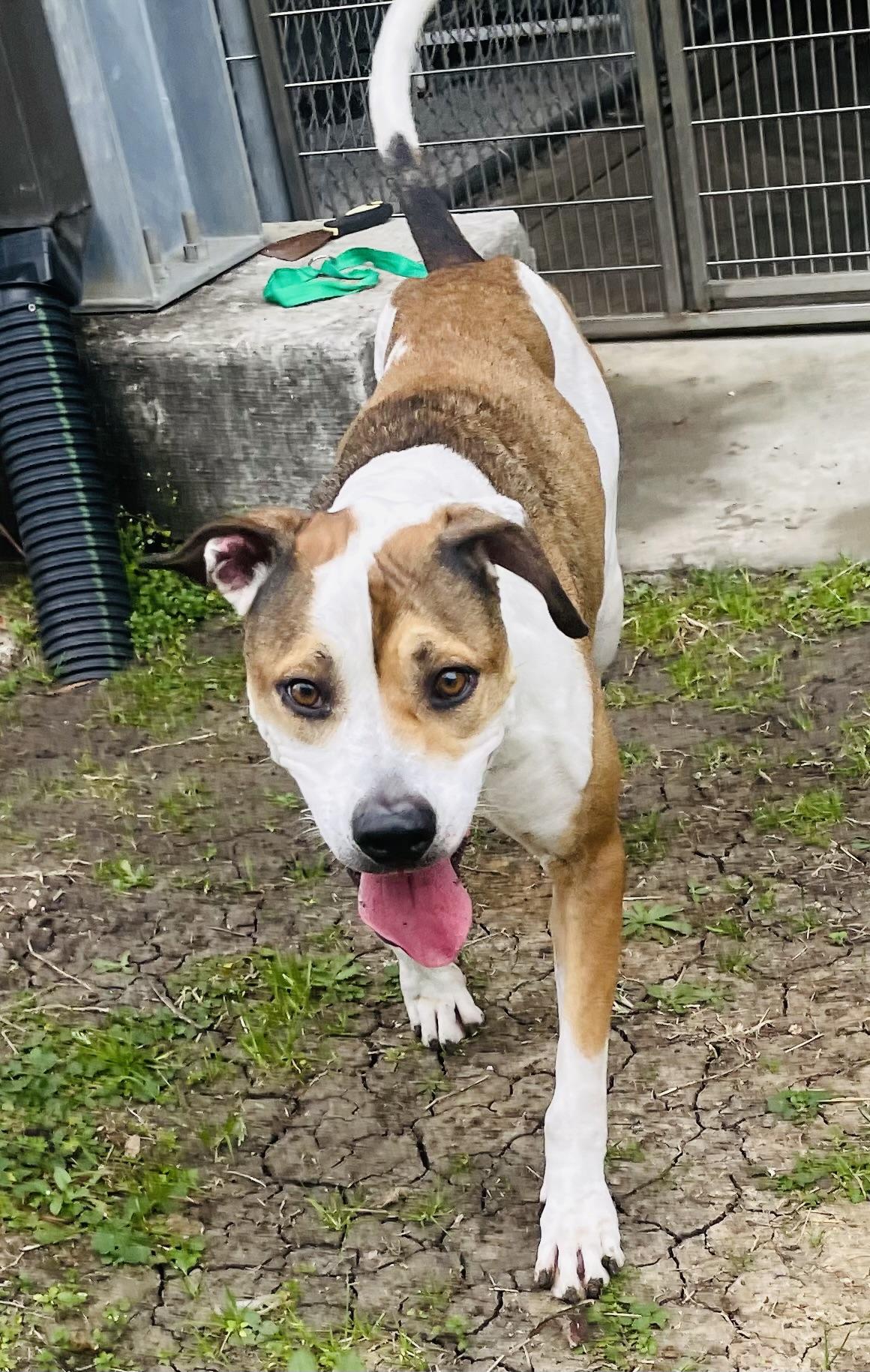 Enlarge Trace, a ADOPTABLE mixed breed in Seabrook, TX image 2/6