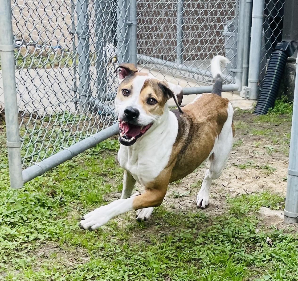 Enlarge Trace, a ADOPTABLE mixed breed in Seabrook, TX image 3/6