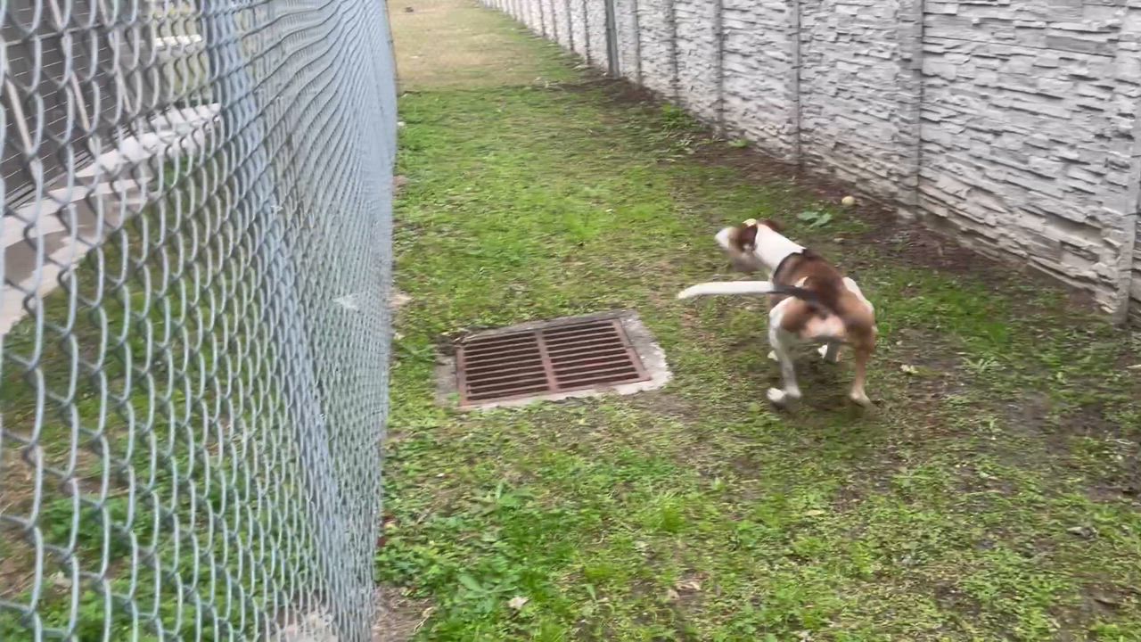 Enlarge Trace, a ADOPTABLE mixed breed in Seabrook, TX video 6/6