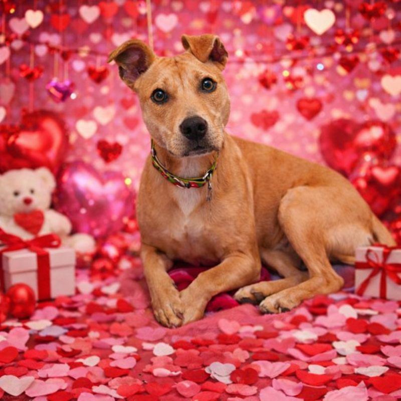 Siren, Adoptable, Young Female Mixed Breed.