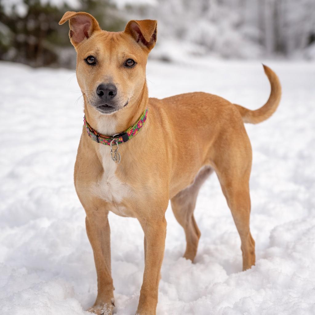 Enlarge Siren, a Adoptable Mixed Breed in Hopkinton, MA image 1/4