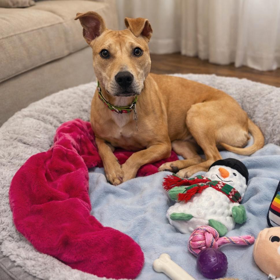 Enlarge Siren, a Adoptable Mixed Breed in Hopkinton, MA image 2/4