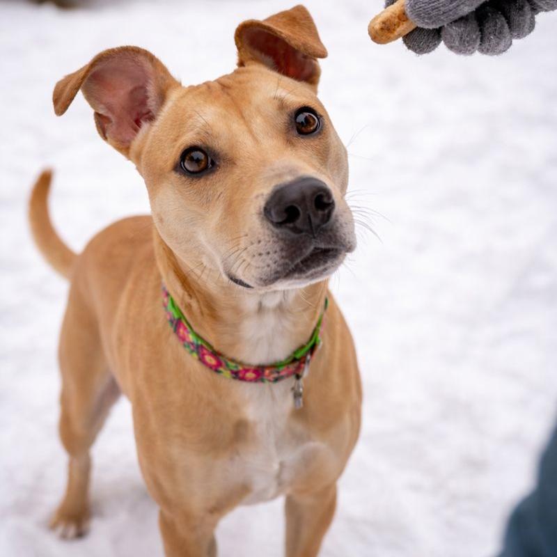 Enlarge Siren, a Adoptable Mixed Breed in Hopkinton, MA image 3/4