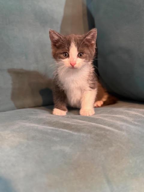 Emory, adopted, Kitten Male Domestic Short Hair.