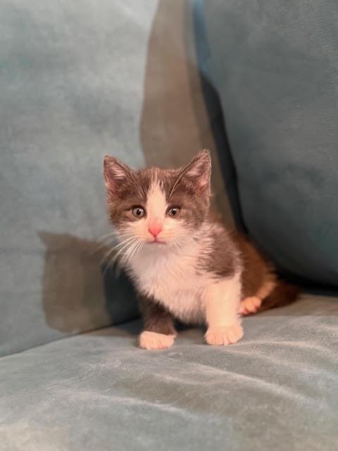 Enlarge Emory, an adopted Domestic Short Hair in Houston, TX image 2/3