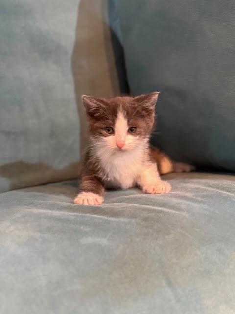 Enlarge Emory, an adopted Domestic Short Hair in Houston, TX image 3/3
