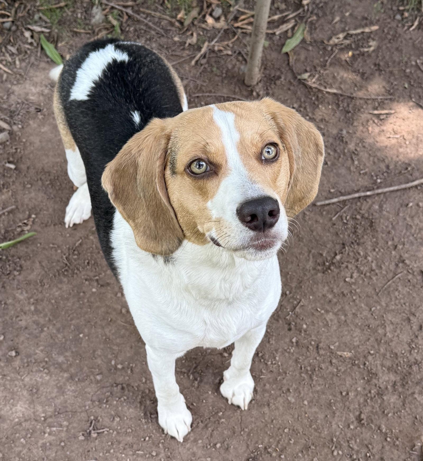 Major, Adoptable, Adult Male Beagle.