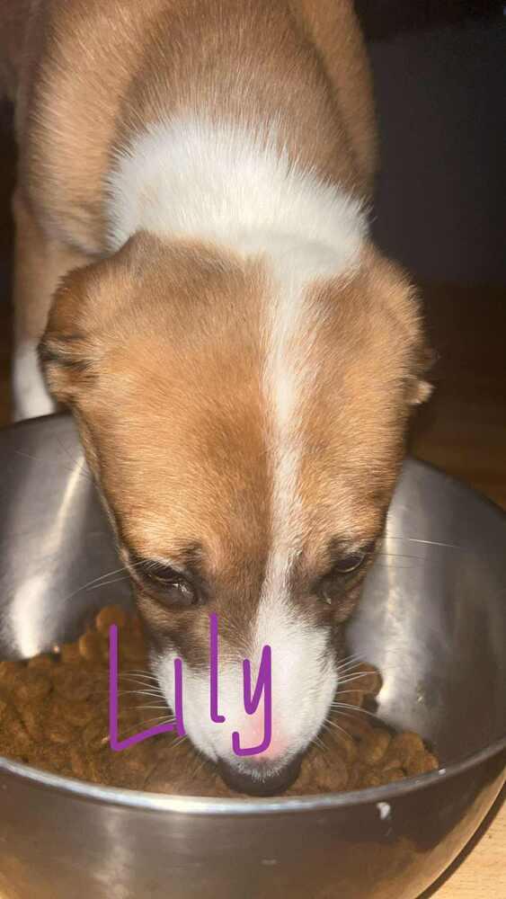 Lily, Adoptable, Puppy Female Beagle.